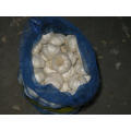 New Crop Fresh Pure White Garlic (5.5cm and up)